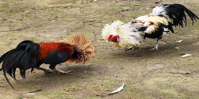 Nhận biết màu lông của gà khi chọn chiến kê tại 789bet